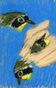Common%20Yellowthroat%20Warbler%20%28Bird%20Banding%20on%2010%20June%202009%29 (thumbnail)