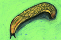 Slug%20in%20Lime%20Green (thumbnail)