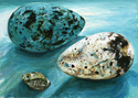 Guillemot%20Eggs%20and%20Snail%20Shell (thumbnail)