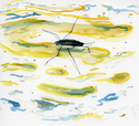 Waterbug%20at%20Boerner%20Botanical%20Gardens (thumbnail)