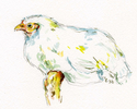 Chicken%20at%20Old%20World%20Wisconsin (thumbnail)