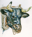 Bear%20the%20Ox%20%28Old%20World%20Wisconsin%29 (thumbnail)