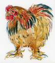 Brahma%20Rooster%20with%20Attitude (thumbnail)