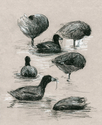 Scoter%20Studies (thumbnail)