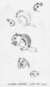 Chipmunk%20Studies%20at%20Estes%20Park (thumbnail)
