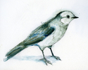 Gray%20Jay%20Study (thumbnail)