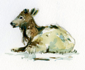Rocky%20Mountain%20Elk%20Study%201 (thumbnail)