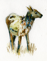 Rocky%20Mountain%20Elk%20Study%202 (thumbnail)