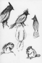 Stellar%20Jays%20and%20Chipmunks%20at%20Estes%20Park (thumbnail)