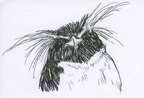 Rockhopper%20%239 (large view)