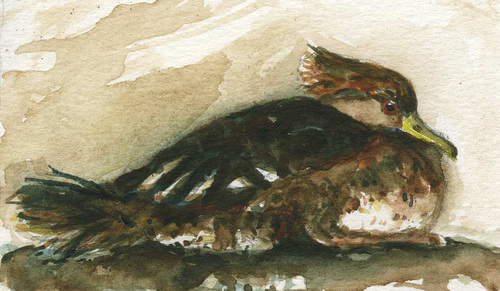 Merganser%20Female%20at%20Rest (thumbnail)
