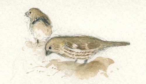 Female%20House%20Finches%20Feeding (thumbnail)