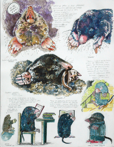 Mole%20Sketches (large view)