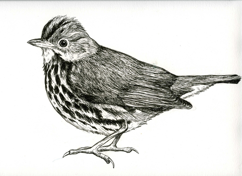 Ovenbird (large view)