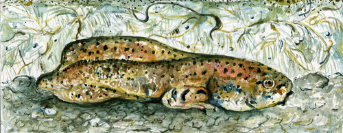 Tadpole (thumbnail)