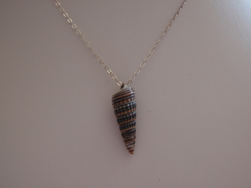 Seashell (large view)