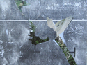 %22Journal%20Series%22 (thumbnail)