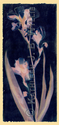 Kathleen Wyllie, Saint Louis, Missouri, art, contemporary, photography, historic process, alternative process, gum print, bichromate, dichromate, cyanotype, blue, pink, flower, iris, plant, pencil, photogram, shadowgram, quiet, nature - Figurative Photography