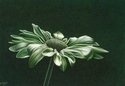 Kimberly Jansen - Green Glory