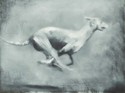 Greyhound