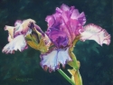 Huntington%20Iris (thumbnail)