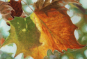 October%20Sycamore (thumbnail)