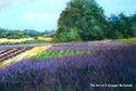 Sequim%20Lavender (thumbnail)