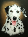 Beau (thumbnail)