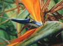 K Krueger McDonald - A Bird in Dad's Garden: Paradise 1