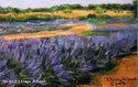 Fragrant%20Fields (thumbnail)