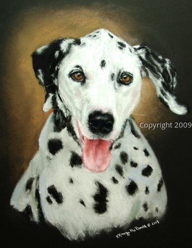 Pet Portraits