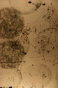 thoughts/memory/lightbox no3 thoughts%2Fmemory%2Flightbox%20no3 (thumbnail)
