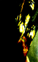 The Spirit of The Mind