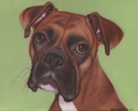 Dee (the Boxer)