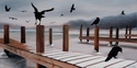 Winter Crows