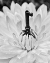 Photography--Black & White-AbstractKey Blossom