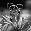 Photography-Key Sprouts
