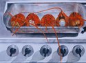 Painting--Watercolor-Still LifeHuge Hysterical Hudson Homarus