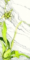 Marylu%20Dykstra%20Mamans%20Orchid (thumbnail)