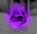 Photography--Digital-AnimalsPurple Squirrel