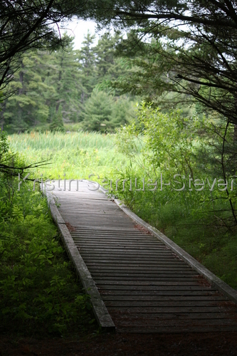 Photography-Nature-Path Unknown