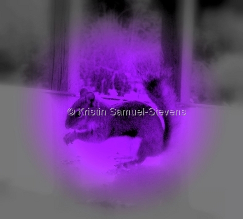 Photography-Animals-Purple Squirrel
