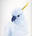 Always Curious,  Sulphur-Crested Cockatoo