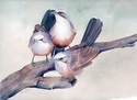 Kris Peter - "Did Someone Say Lunch" grey-crowned Babblers