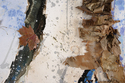 Never%20Forget%20Your%20Roots%20Closeup (thumbnail)
