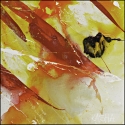 Cirrhus-D (thumbnail)