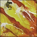 Cirrhus-A (thumbnail)