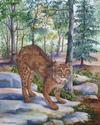 krw studio, painting, oil painting, cat, bobcat, Tennessee, south, southeast, southern, wildlife, Karen Ross Walton, animals, - Animals Painting