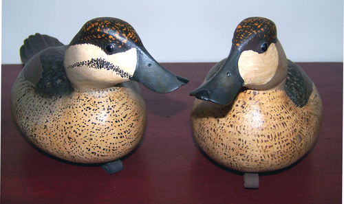 Ruddy Duck Pair Alternate View