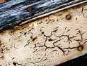 Old%20is%20pretty%2010 (thumbnail)